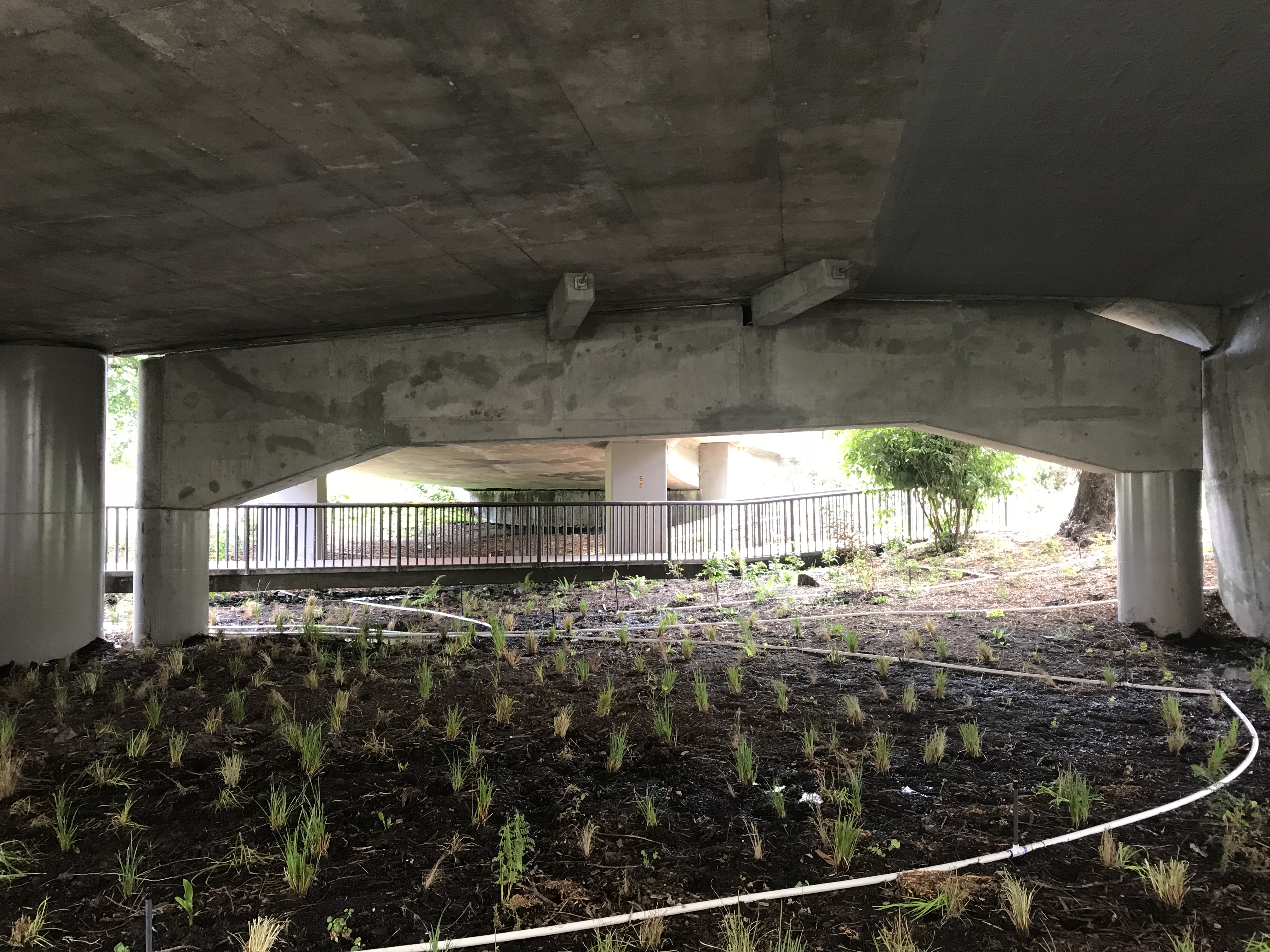 Restored disturbed landscaping adjacent to the walking path in the east approach