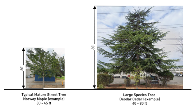 A side-by-side comparison of a 30 foot typical street tree and a 60 foot large cedar tree