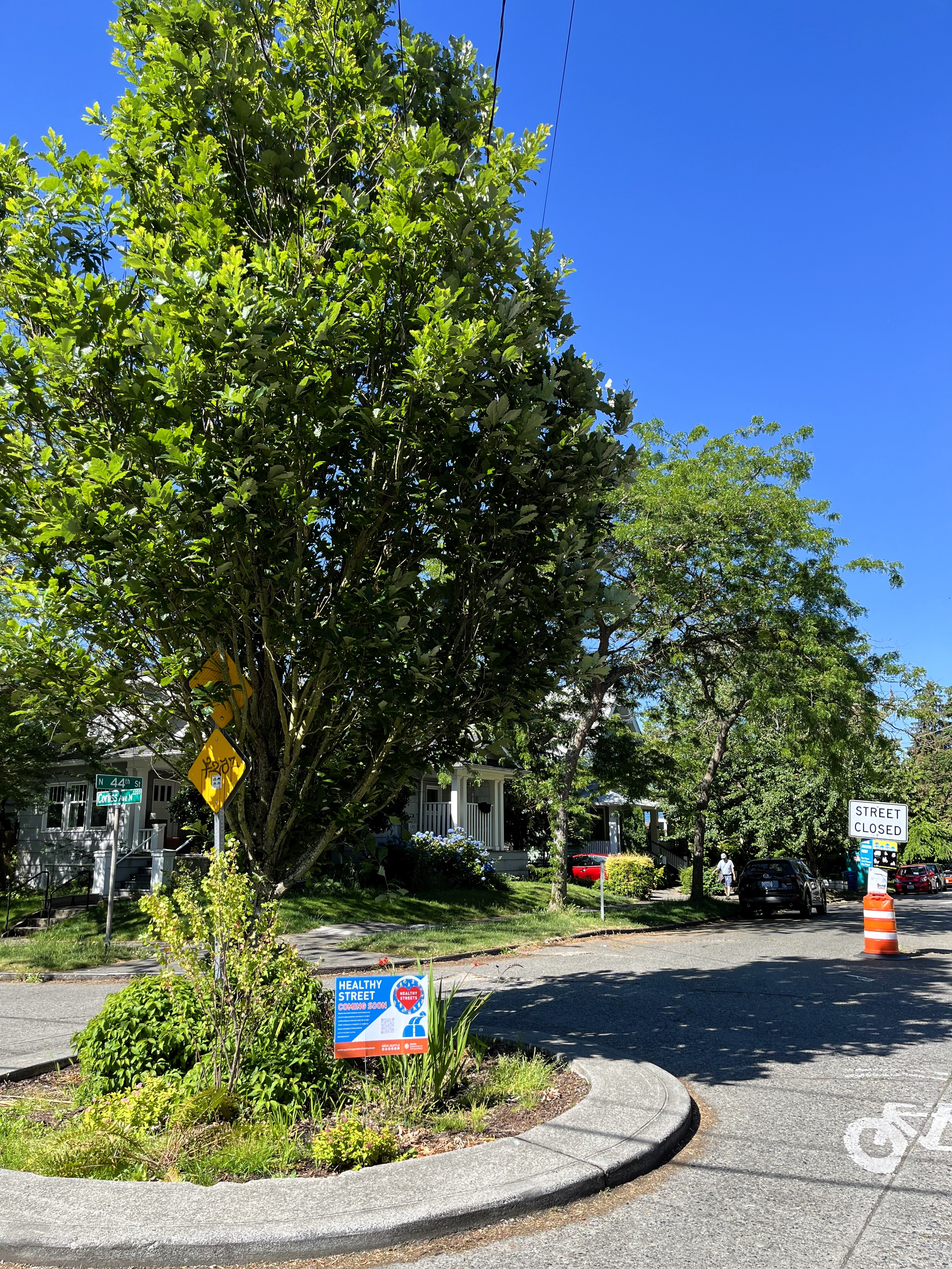 Coming Soon Yard Sign in a Traffic Circle near a Temporary Healthy Street Sign in Wallingford