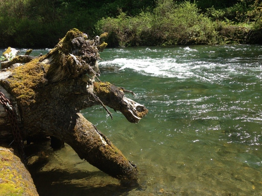 A stump in a river.