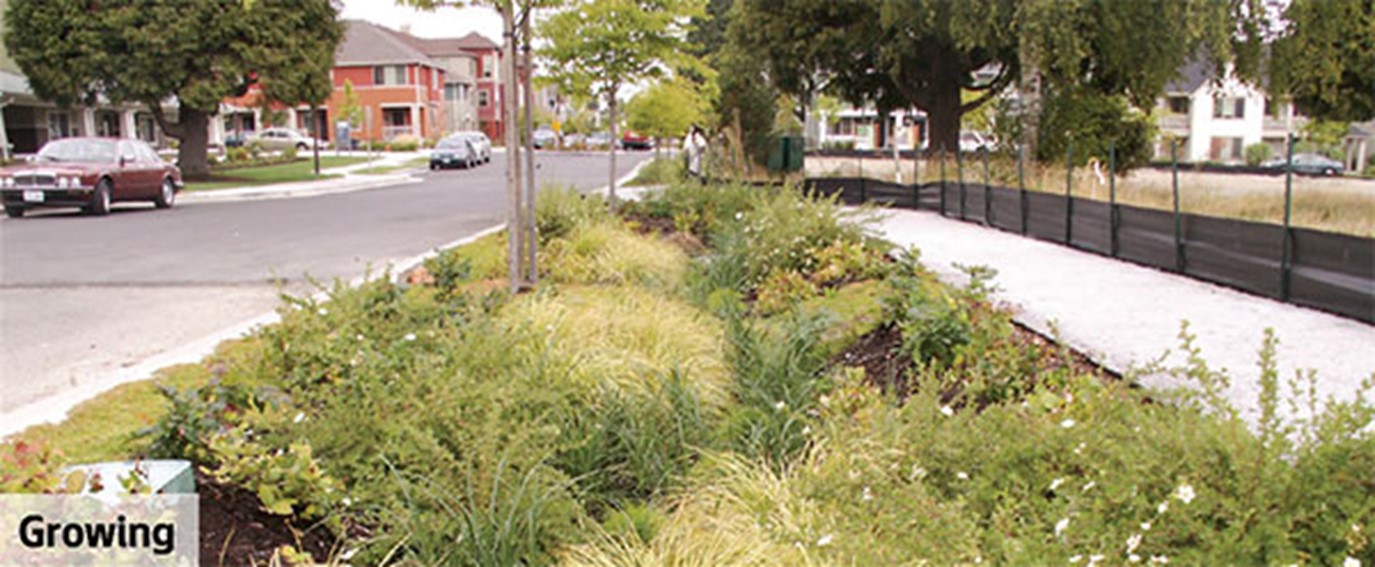 Street with growing natural drainage system.