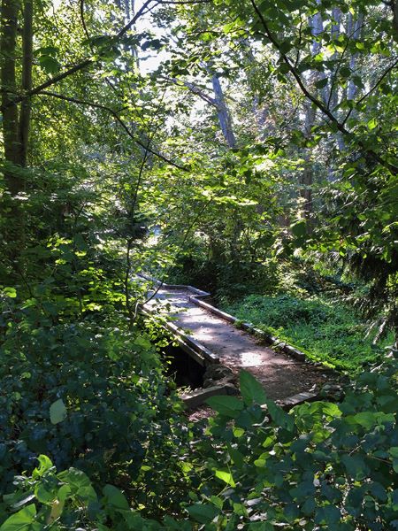 Boardwalk  with dense foliage through Licton Springs Park.