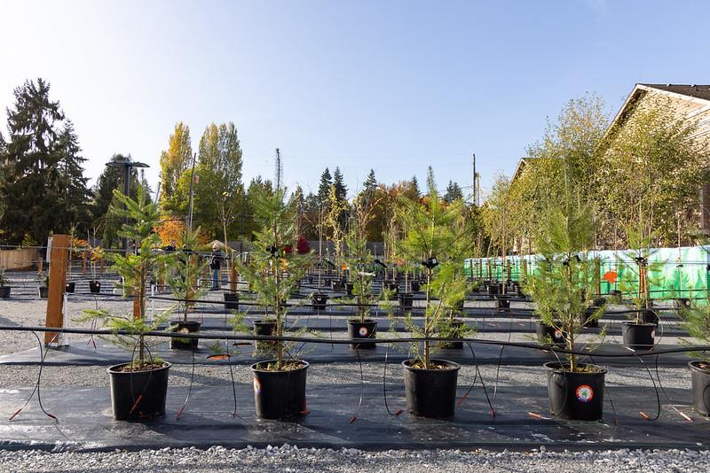 A tree nursery with young trees in rows.