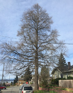 Winter form of mature tulip tree