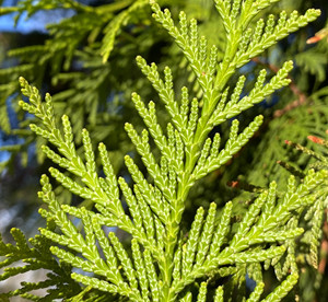 Underside of Western red cedar foliage