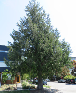 Western red cedar form