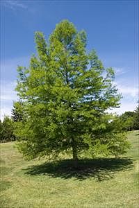 Bald Cypress
