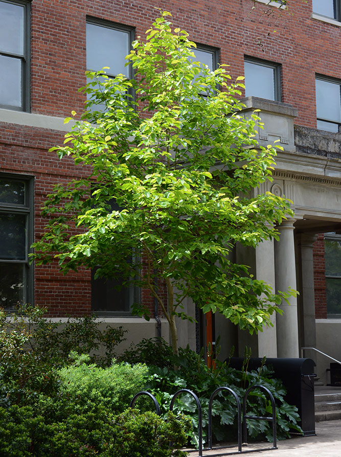 Butterflies Magnolia Summer