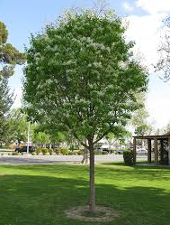 Form of Chinese fringe tree in summer
