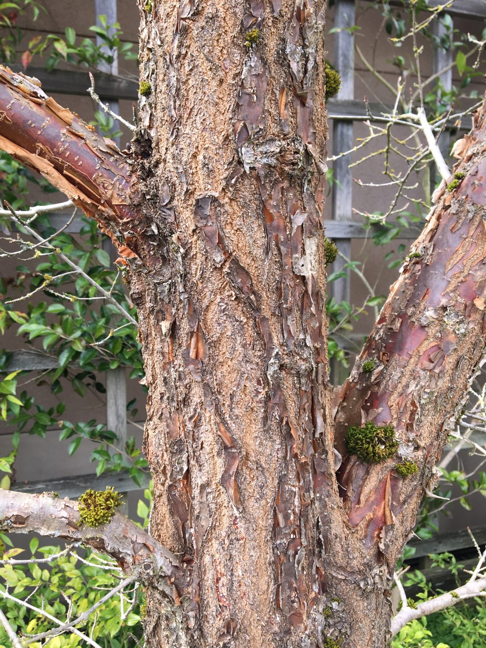 Chinese fringe tree bark
