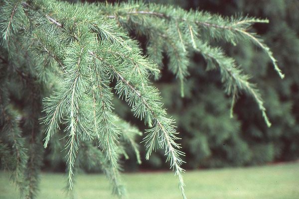 Deodar cedar needles
