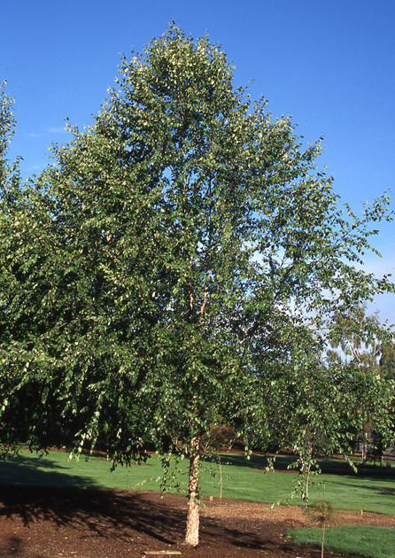 open planted Dura Heat River Birch in summer sun
