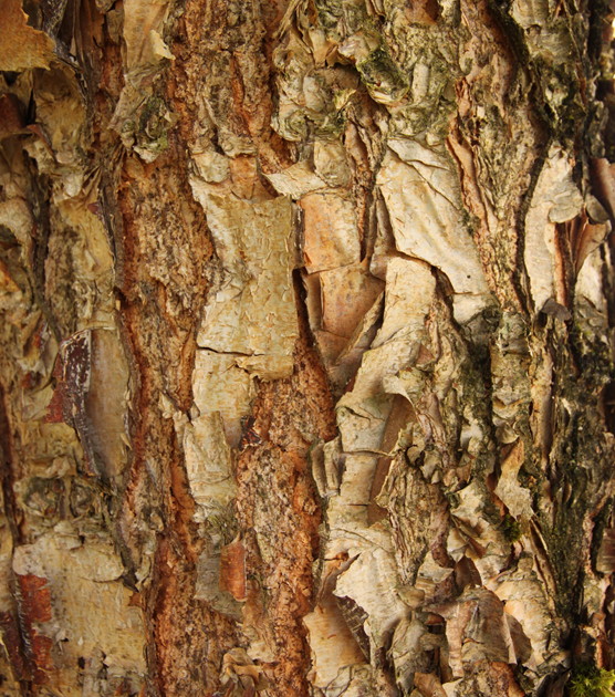 Closeup of Dura Heat River Birch bark