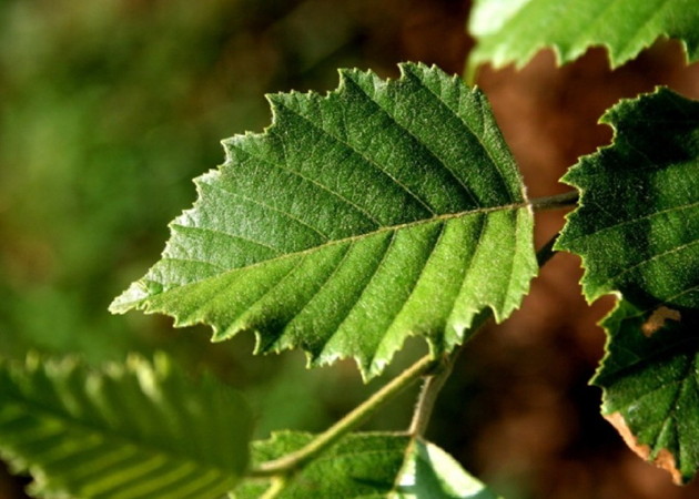 Closeup of Dura Heat River Birch leaf shape