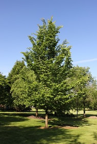 Emerald Sunshine Elm