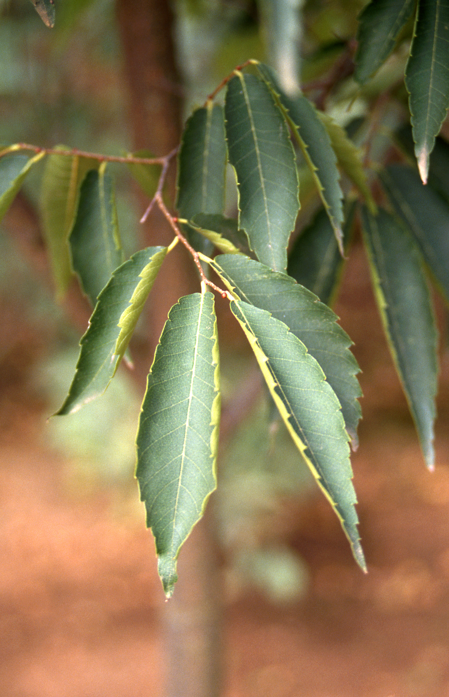 Green Vase Zelkova green leaf