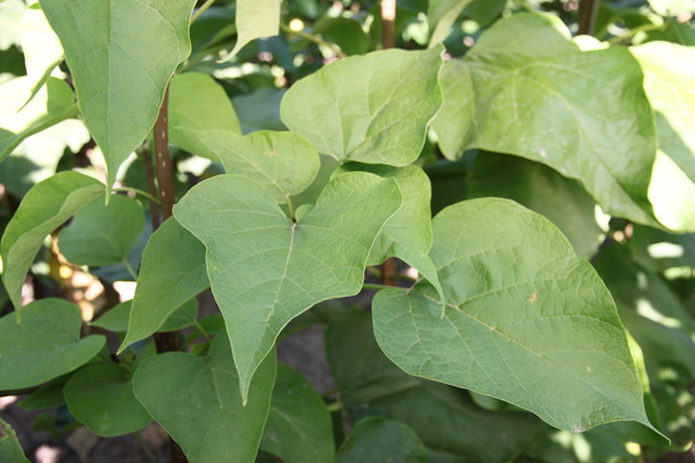 Closeup of leaves on Heartland Catalpa