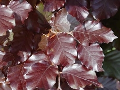 Rivers Purple European Beech
