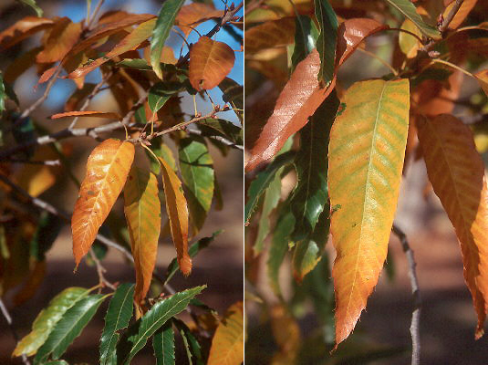 Sawtooth Oak fall leaves