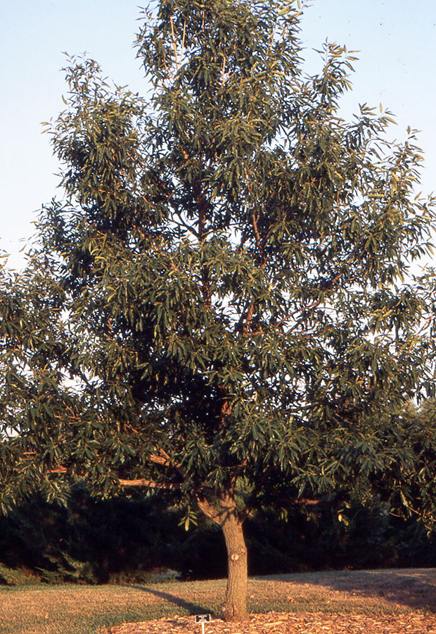 Chinkapin Oak