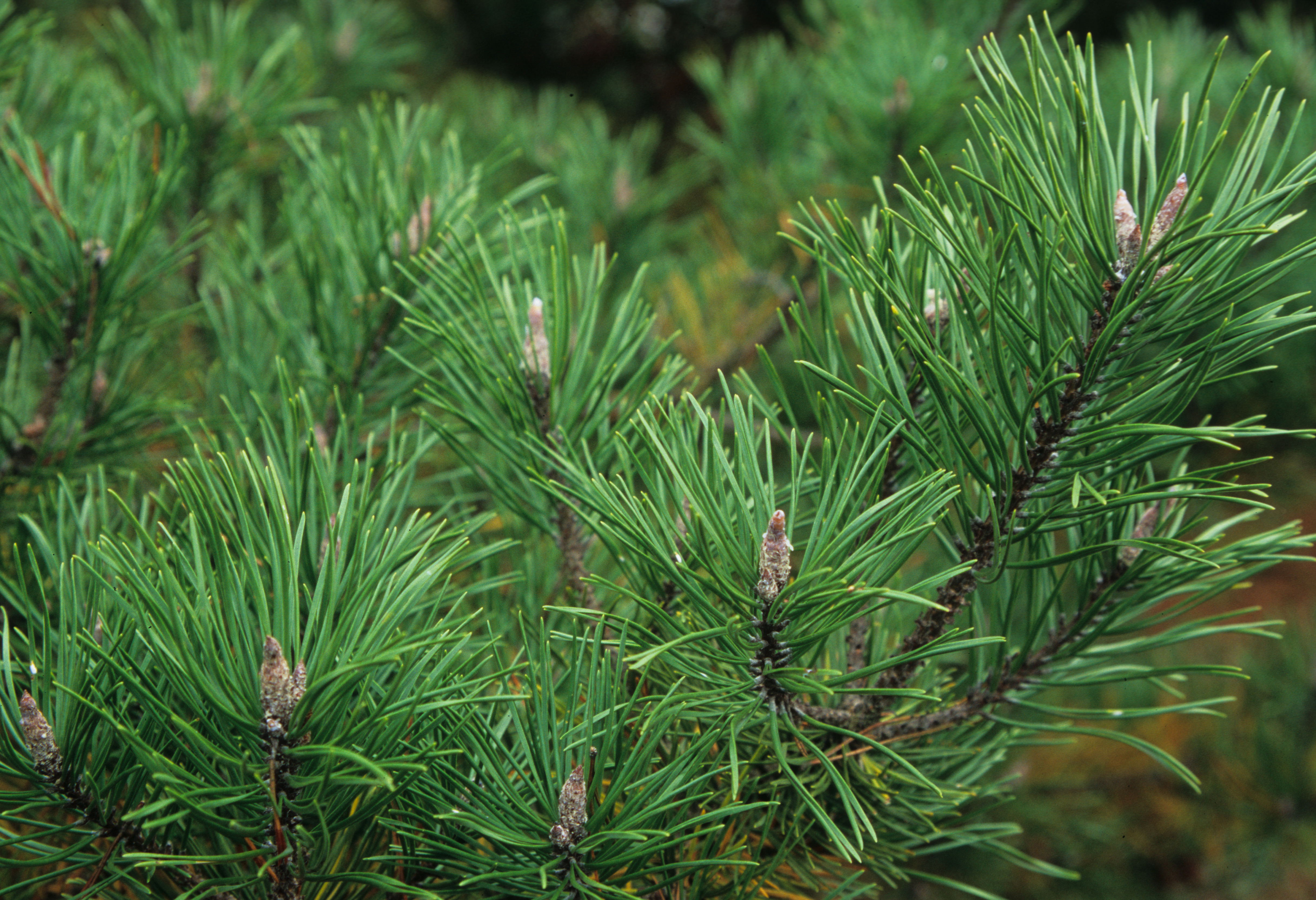 Close up of Shore Pine branches and needles