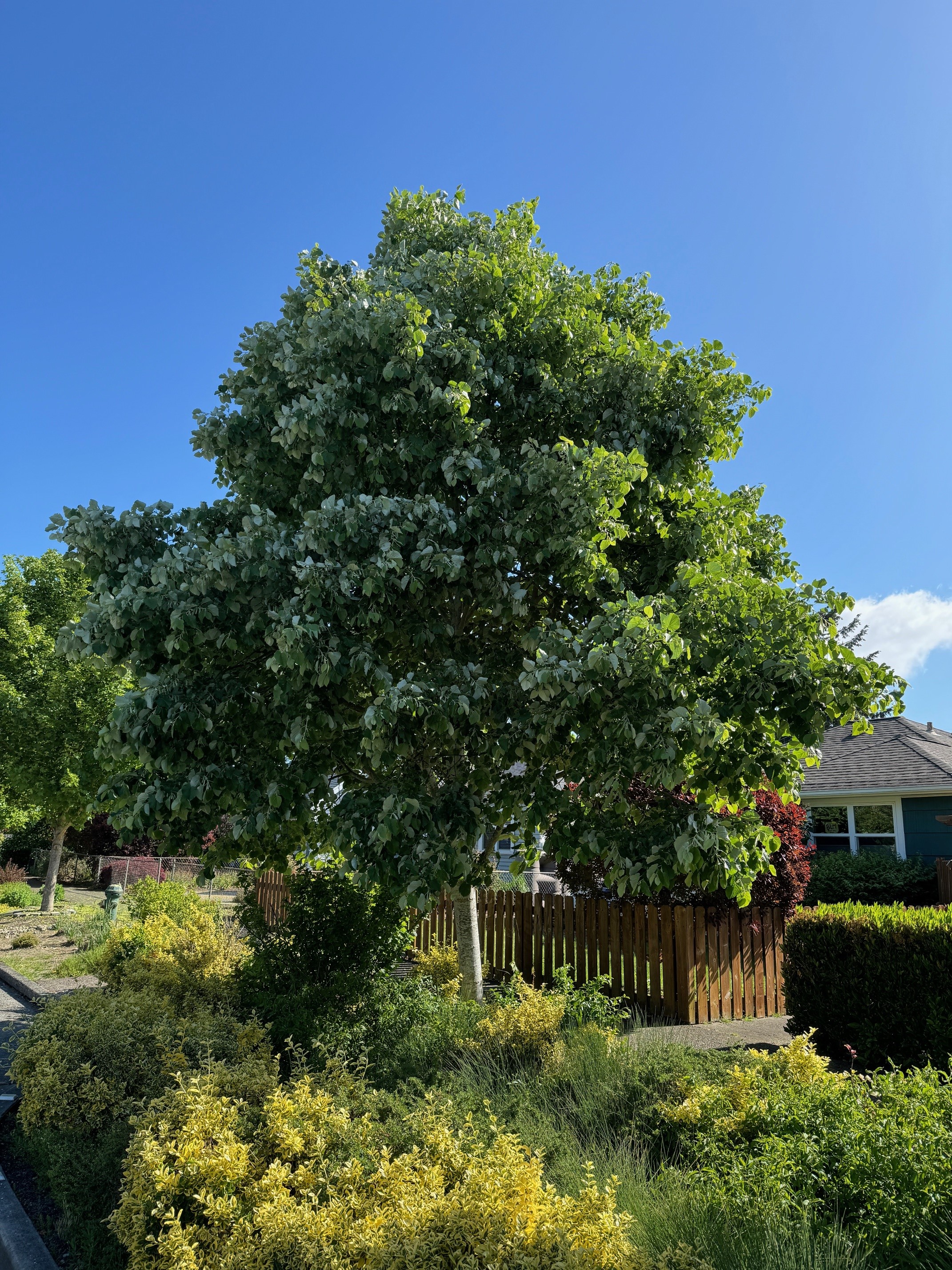 Silver Linden Tree Form