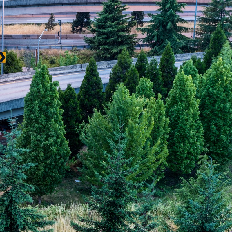 Seattle freeway running between evergreen trees.