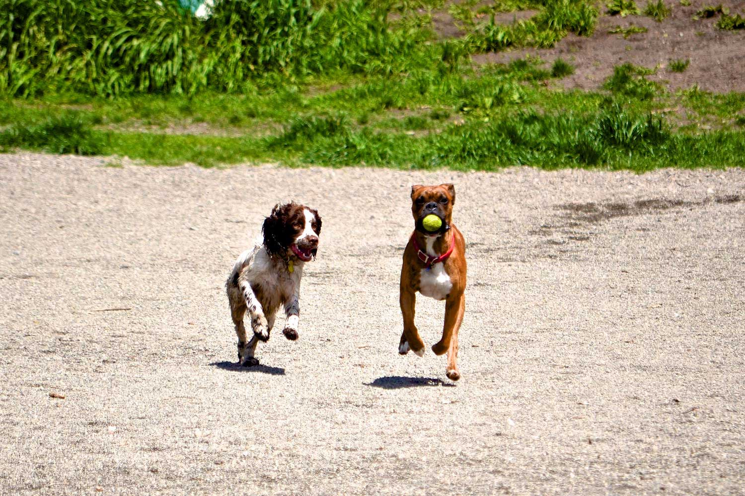 Dogs at play at Blue Dog Pond 