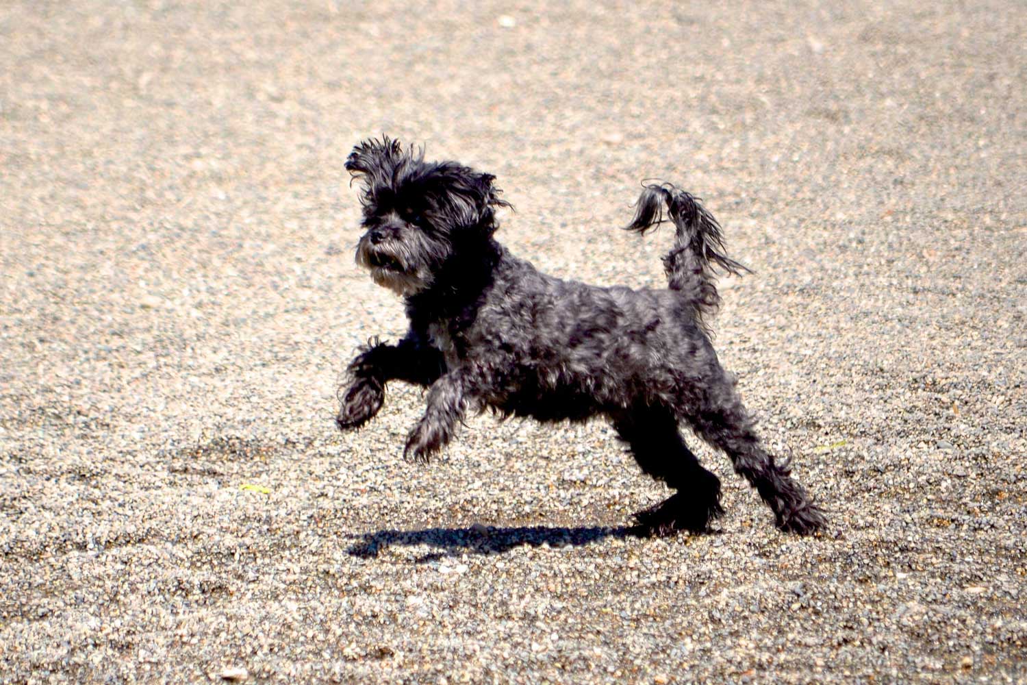 Dog playing at Blue Dog Pond 