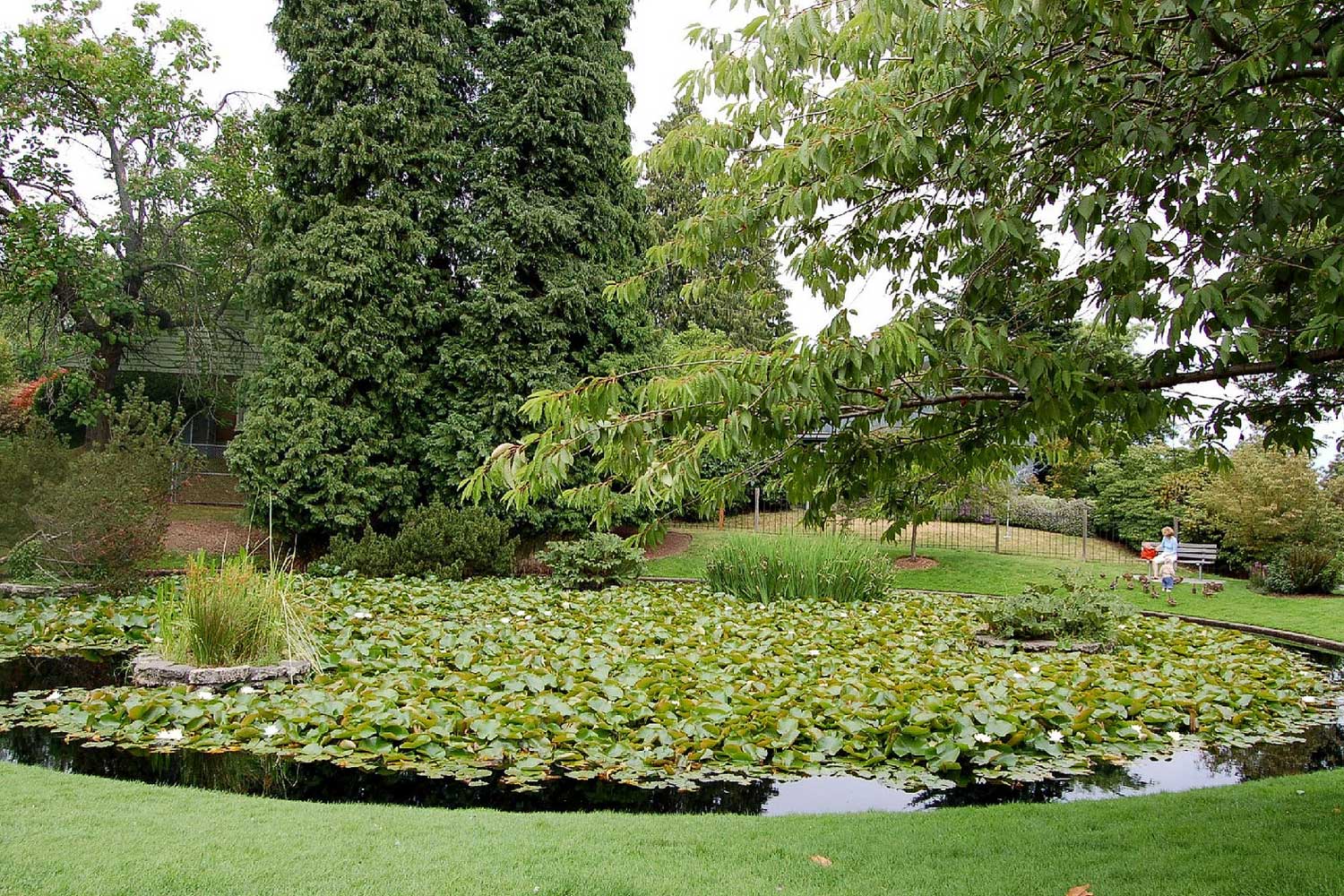 Waterside view of Denny Blain Lake Park  - photo by Laurel Mercury