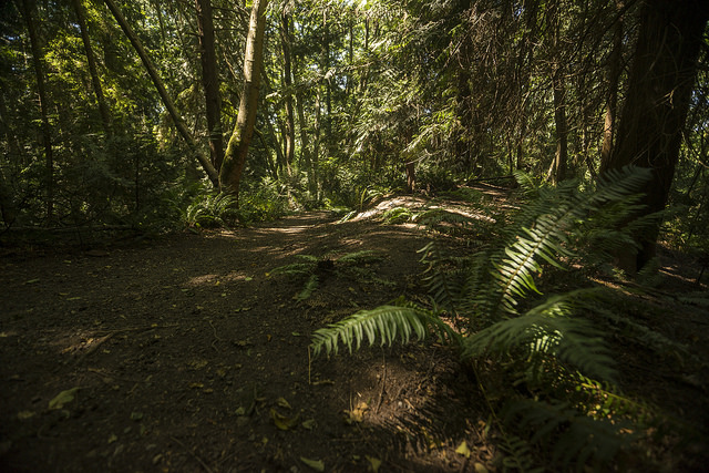 Fauntleroy Park path through forest