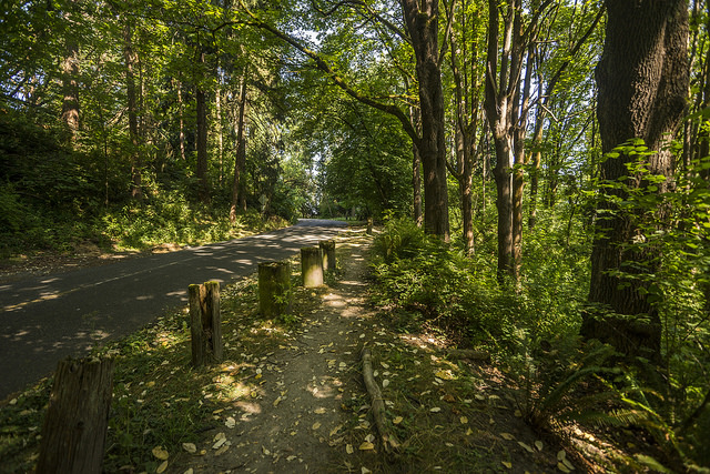 Frink Park trees and street