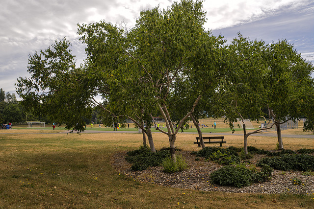 Genesee Park treest and bench