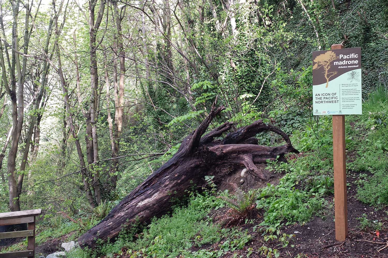 Kinnear Park nature trail - photo by Laurel Mercury
