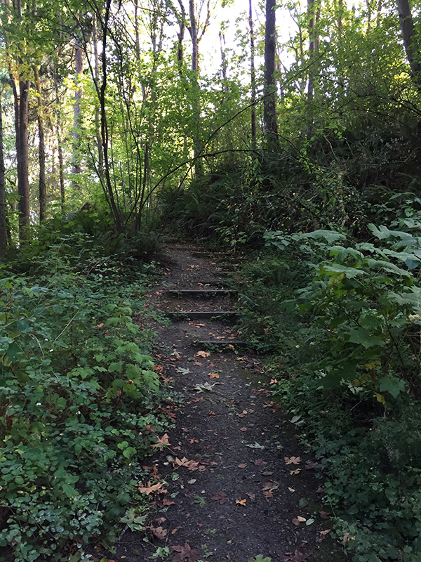 Path in Madrona Ravine