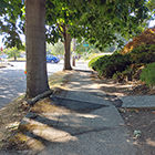 Sidewalk uplifted by tree roots and patched with asphalt.