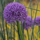 Close up of Allium 